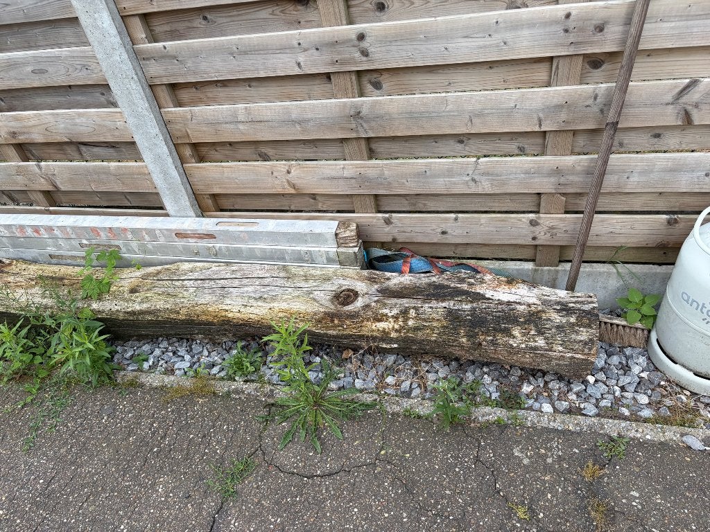Eiken boom, Bloeit niet, Overige soorten, 250 tot 400 cm, Ophalen