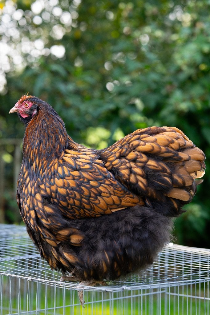 Orpington groot in verschillende kleurslagen, Dieren en Toebehoren, Meerdere dieren, Kip