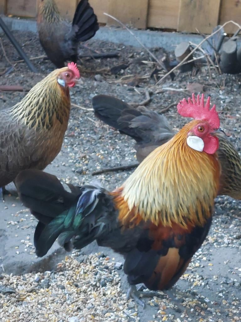 Hollandse kriel patrijskleur, Dieren en Toebehoren, Pluimvee