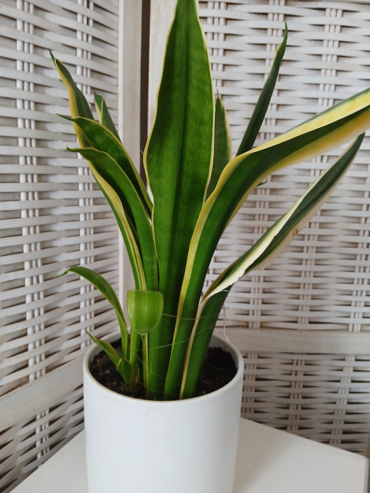 plant plus pot, Ophalen