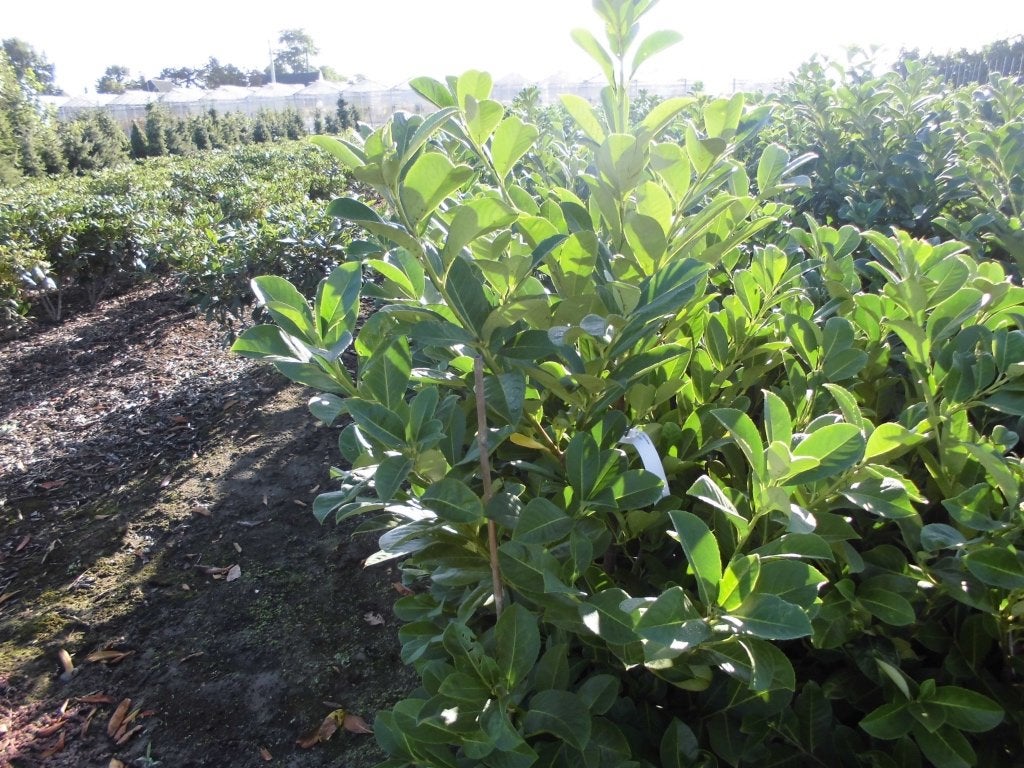 Laurierplanten, Ophalen, Laurier, Haag, 100 tot 250 cm