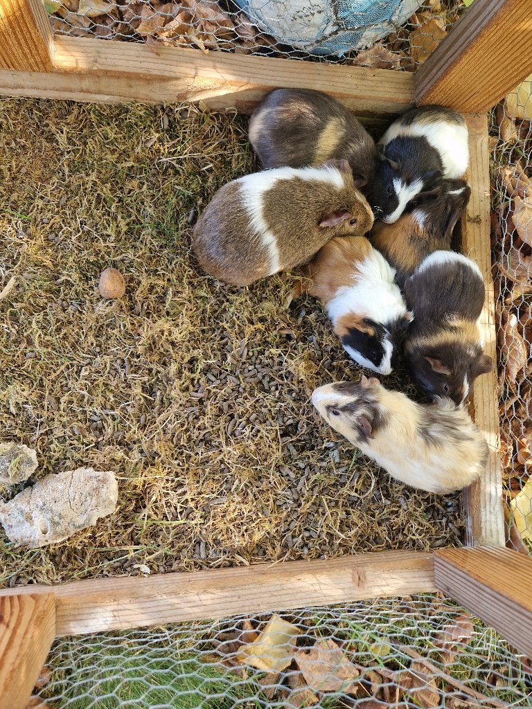 Cavia, Août, Plusieurs animaux, Cobaye