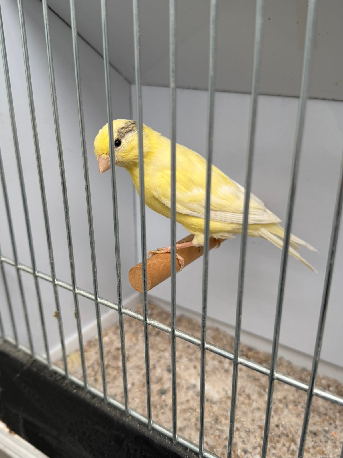 Kanaries te koop, Dieren en Toebehoren