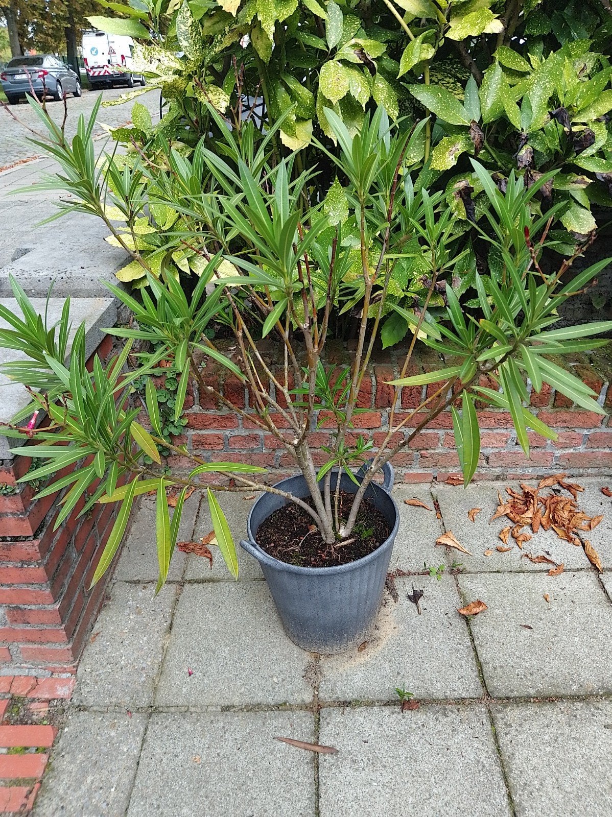 Oleander rode bloemen in pot, Tuin en Terras, Vaste plant, Halfschaduw, Zomer, Ophalen