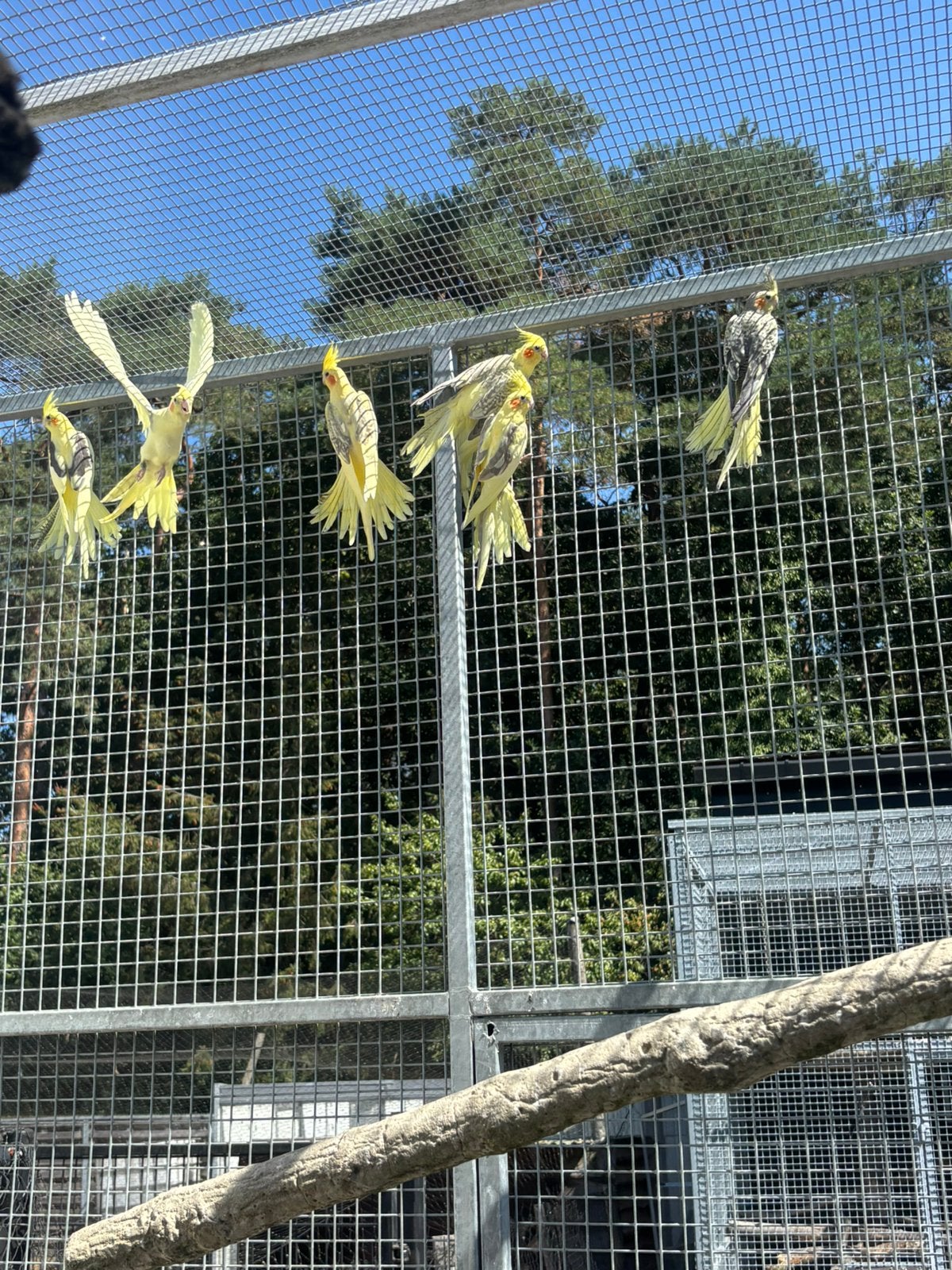Valkparkieten jongen van 2026, Dieren en Toebehoren, Vogels | Parkieten en Papegaaien, Geringd