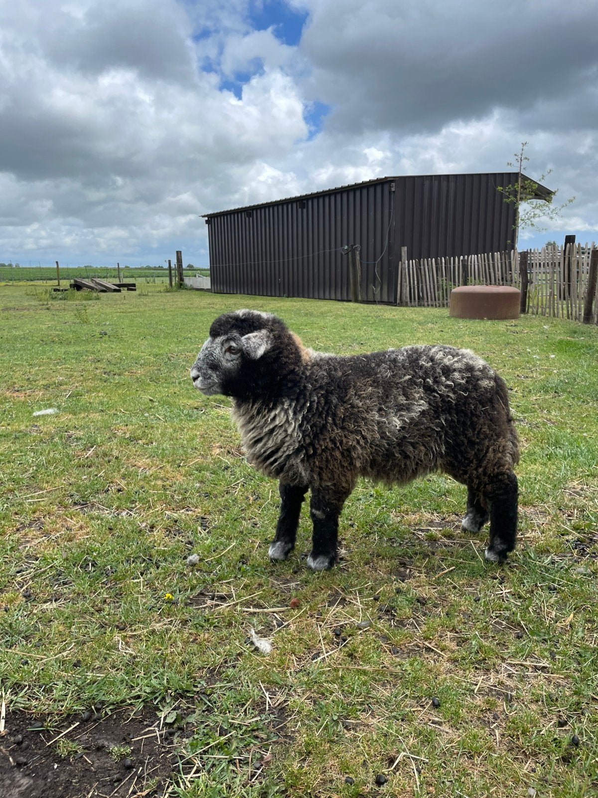 Herdwick lammetjes, Plusieurs animaux, Mouton, 0 à 2 ans