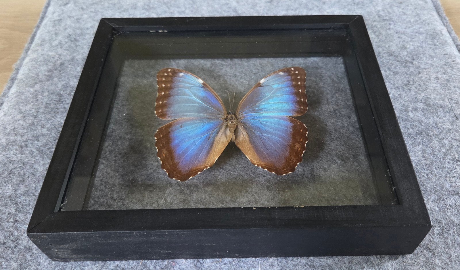 Vlinder/taxidermie/Blauwe Morpho Achilles., Verzamelen, Ophalen of Verzenden