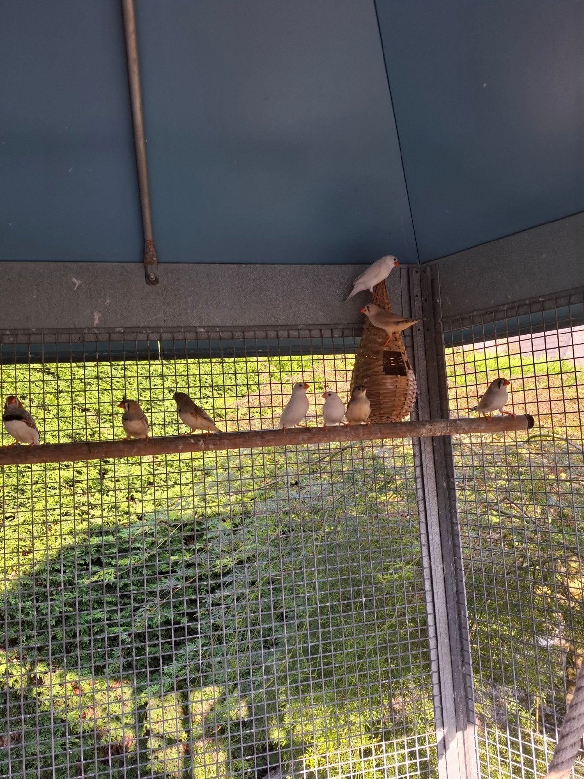 Te koop - Zebravinken, Meerdere dieren, Tropenvogel
