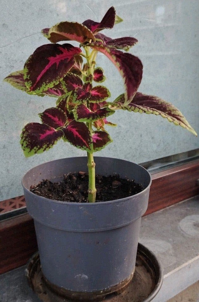 Planten - stekken _ jonge Coleus in potten., Ophalen of Verzenden, Halfschaduw