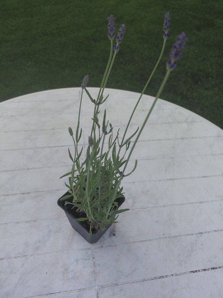 Lavendula Hidcote in PROMO, Tuin en Terras, Ophalen