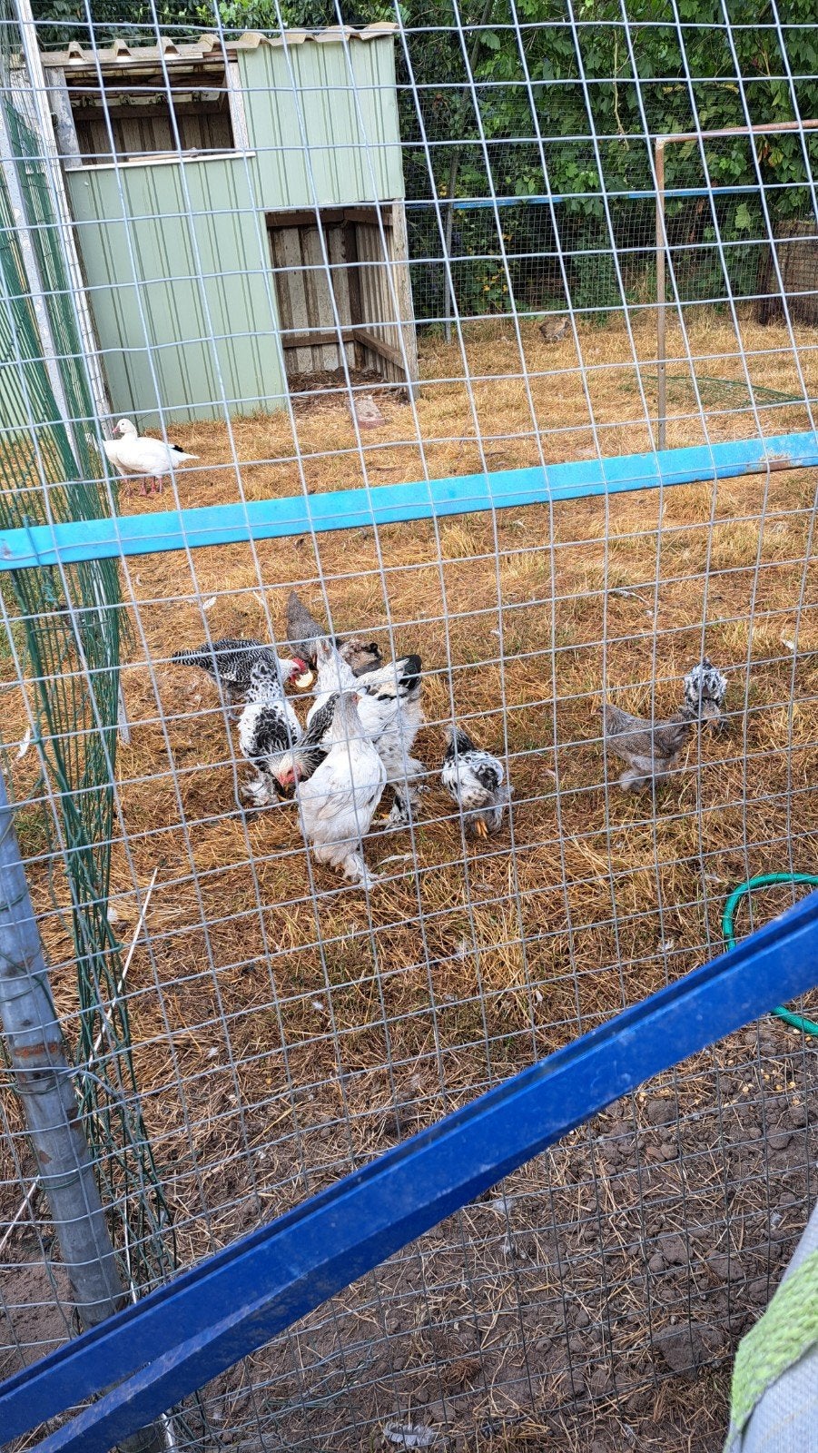 Brahma kippen