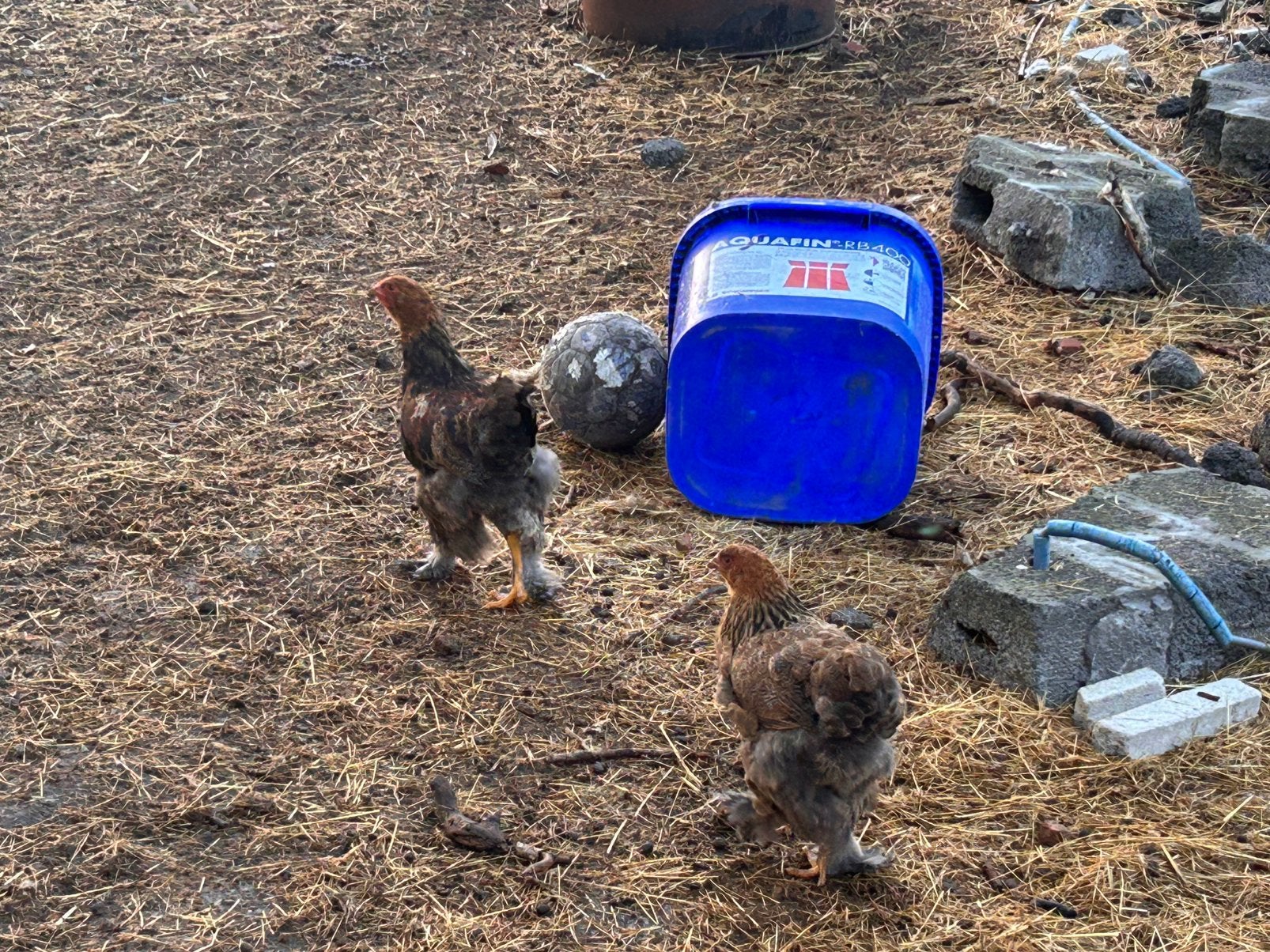 Brahma’s, Dieren en Toebehoren