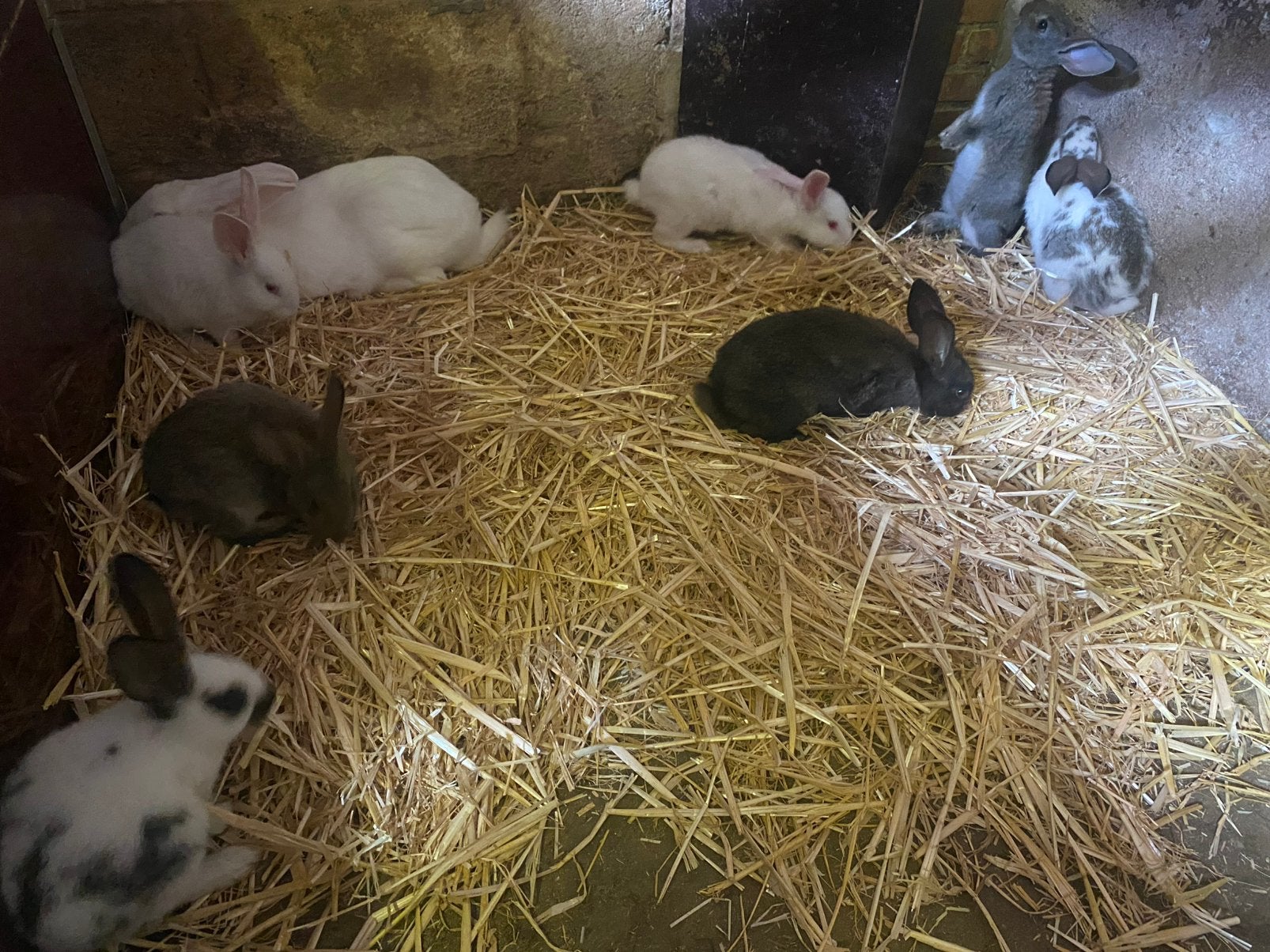 Jonge konijnen te koop, Plusieurs animaux, Taille moyenne, 0 à 2 ans