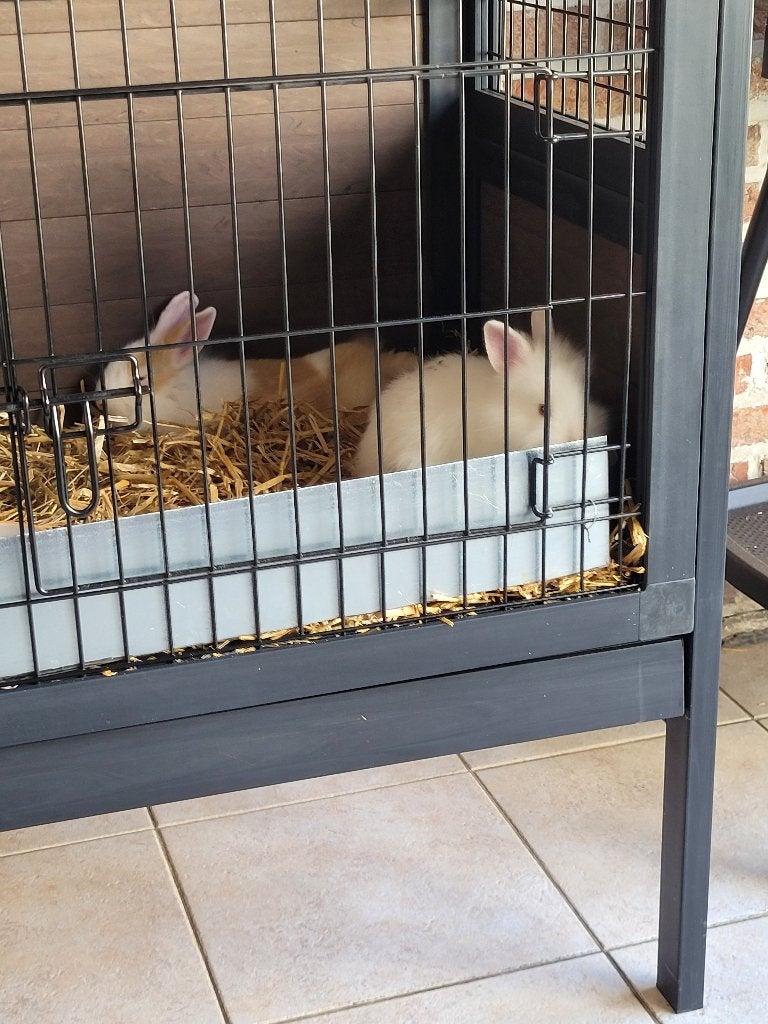 Te Koop Konijne hok, Dieren en Toebehoren, Vrouwelijk, Middelgroot, 0 tot 2 jaar