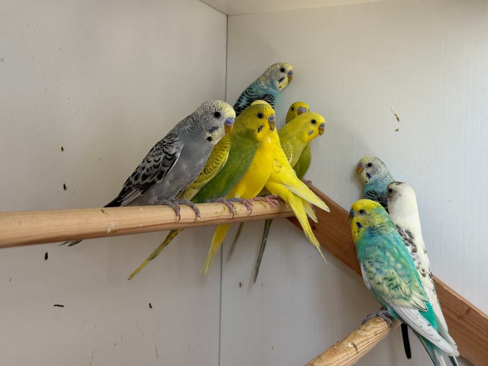 Plesure Parakeet te koop, Mannelijk, Parkiet