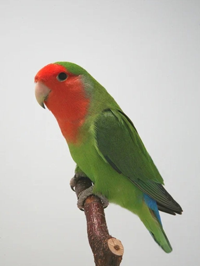 Agapornis, Dieren en Toebehoren, Geslacht onbekend, Dwergpapegaai of Agapornis, Tam