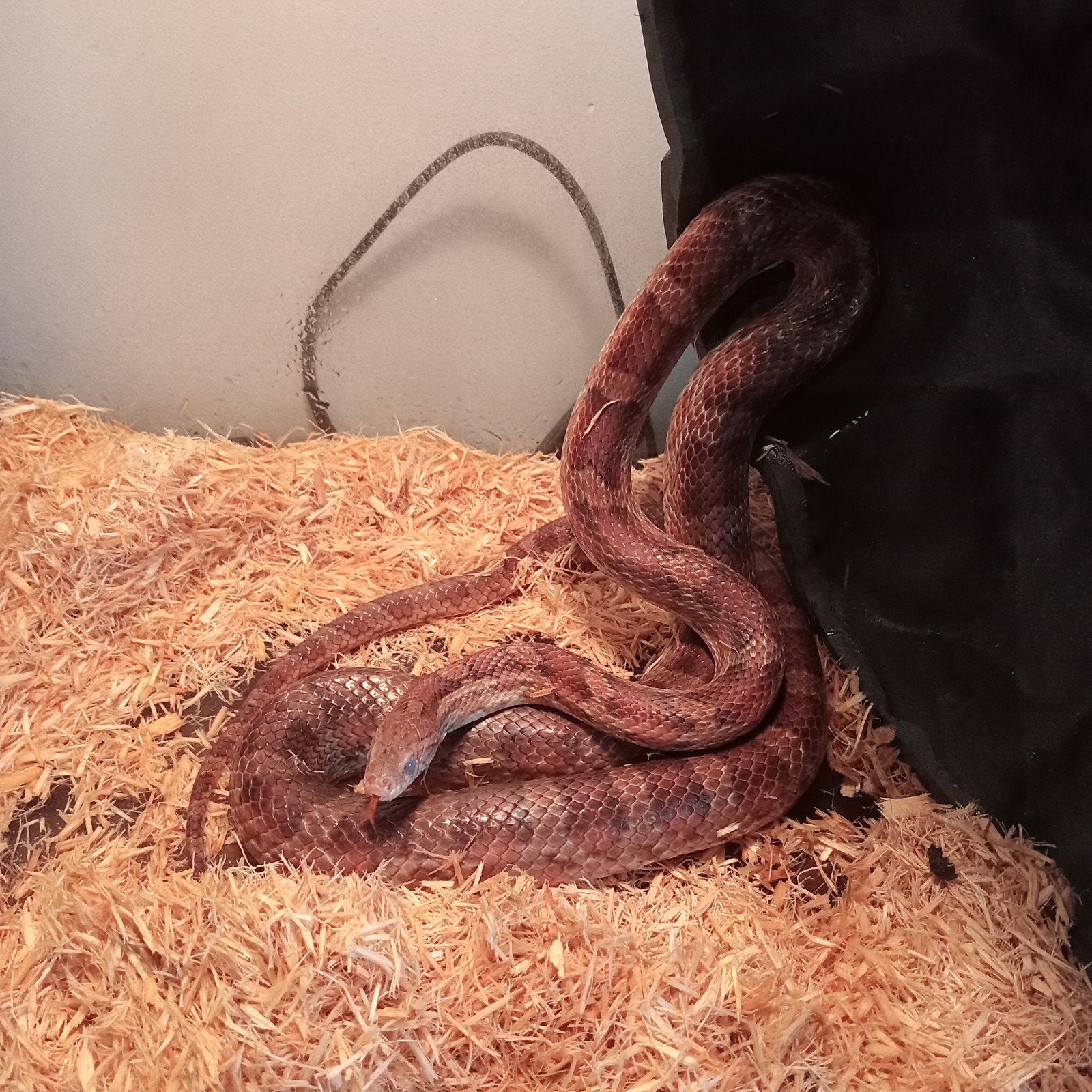 2 Korenslangen, Serpent, Domestique, 0 à 2 ans