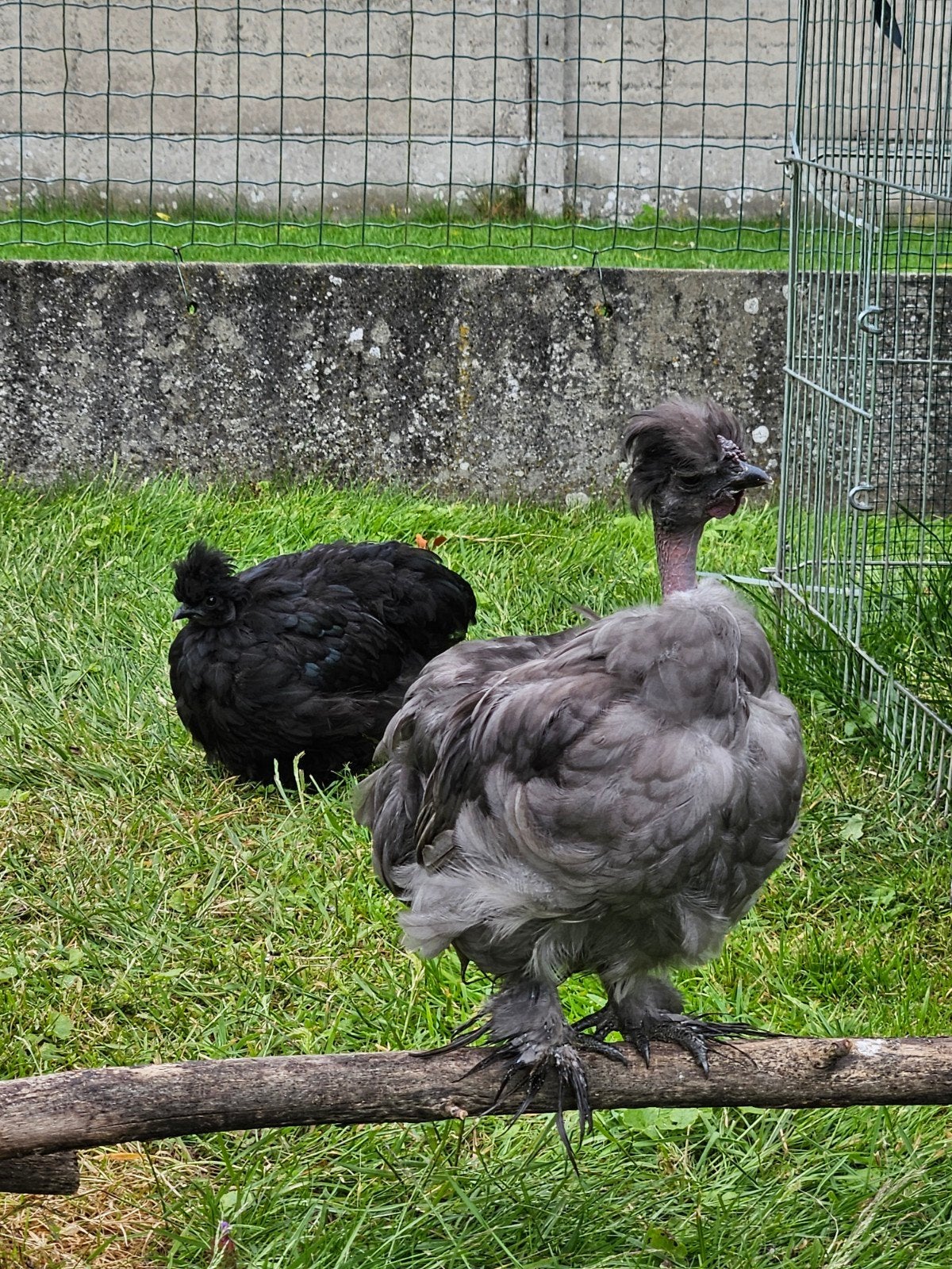 Zijdehoen haan (21/3) zoekt thuis, eventueel met zijn zus., Dieren en Toebehoren, Pluimvee