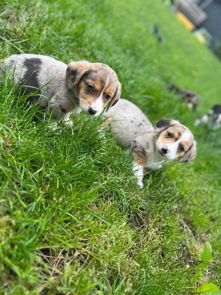 Prachtige Beagi pups ( beagle x corgi), Parvo, België, Beagle, 8 tot 15 weken