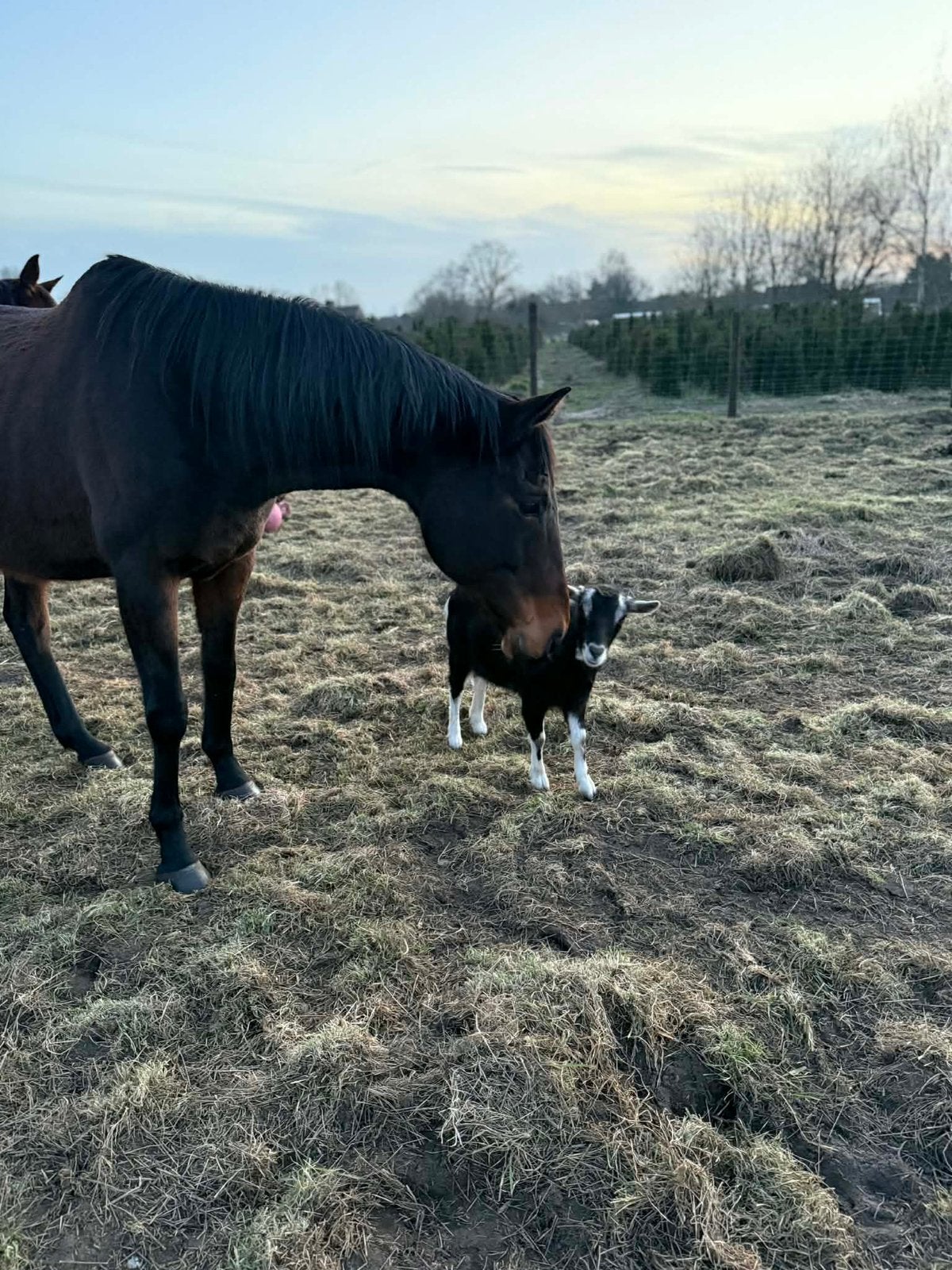 Paard te koop, Jument