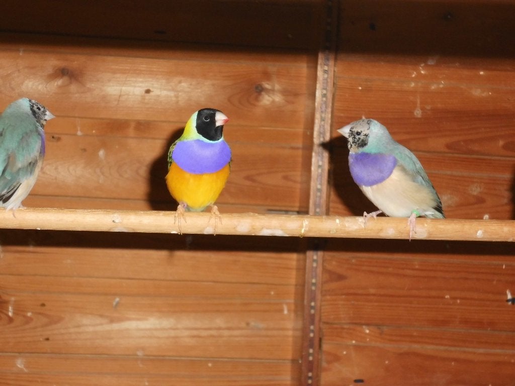 vogels