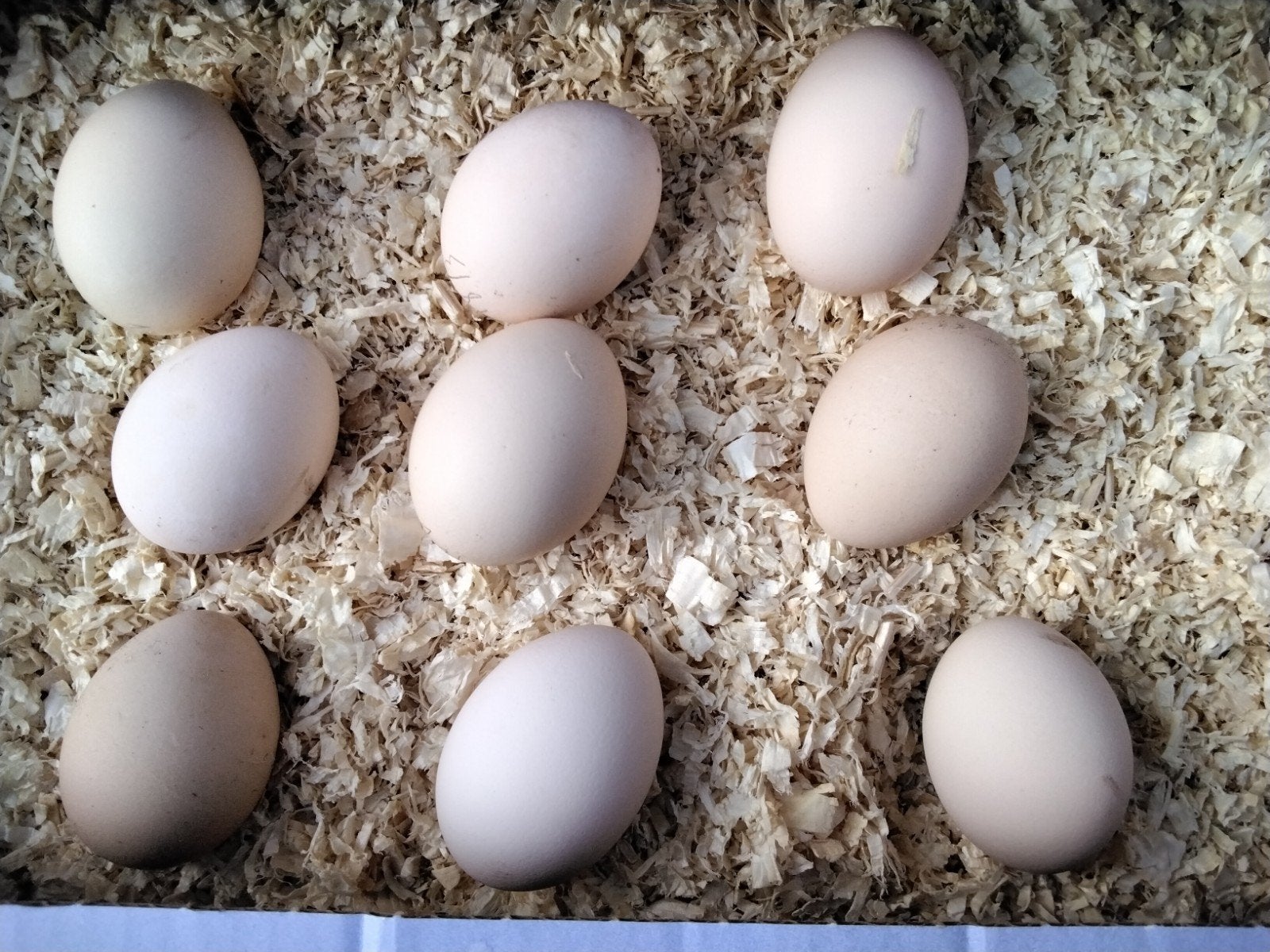 Broedeieren van Sebright Kippetjes zilver-zwartgezoomd.