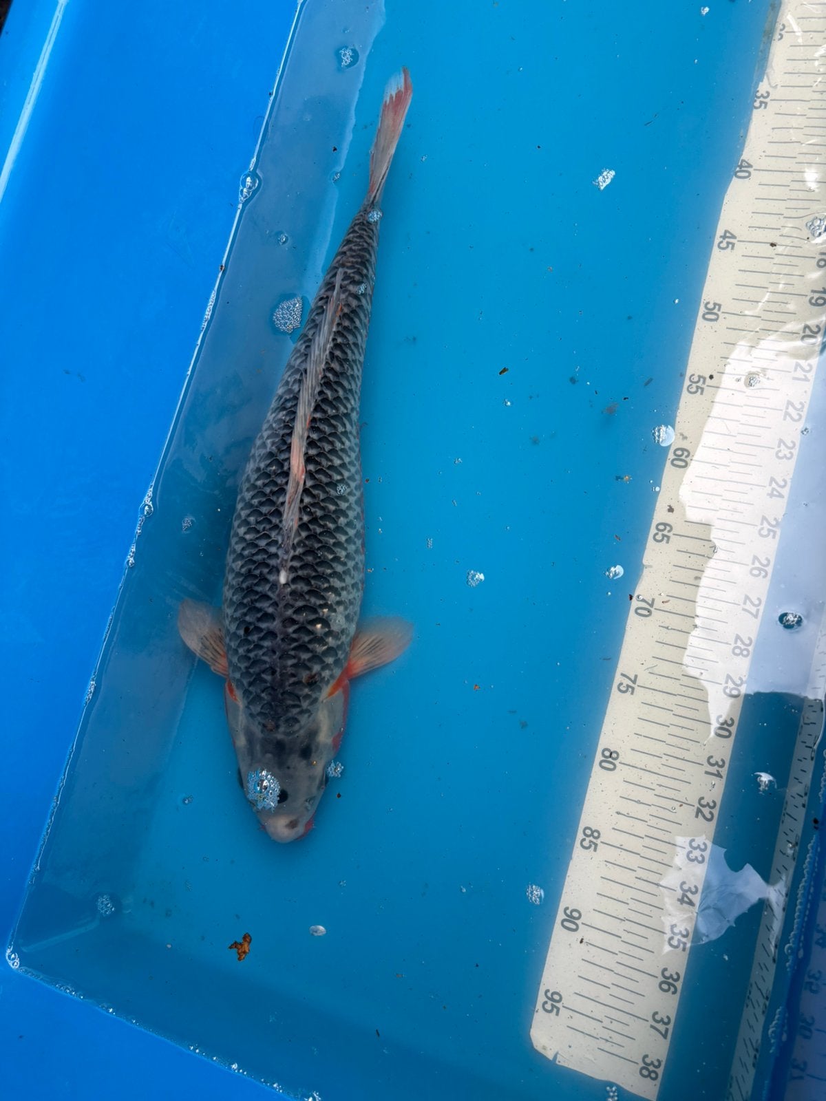 50 cm asagi koi, Dieren en Toebehoren, Karper of Koi