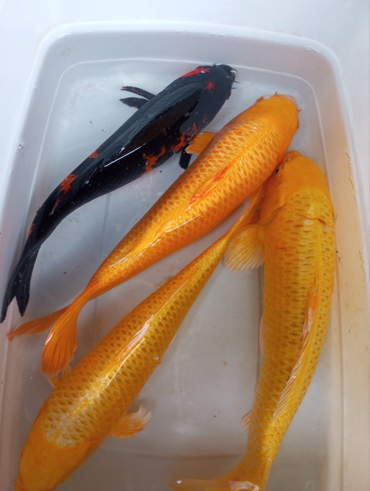 Koi s 30/35 cm