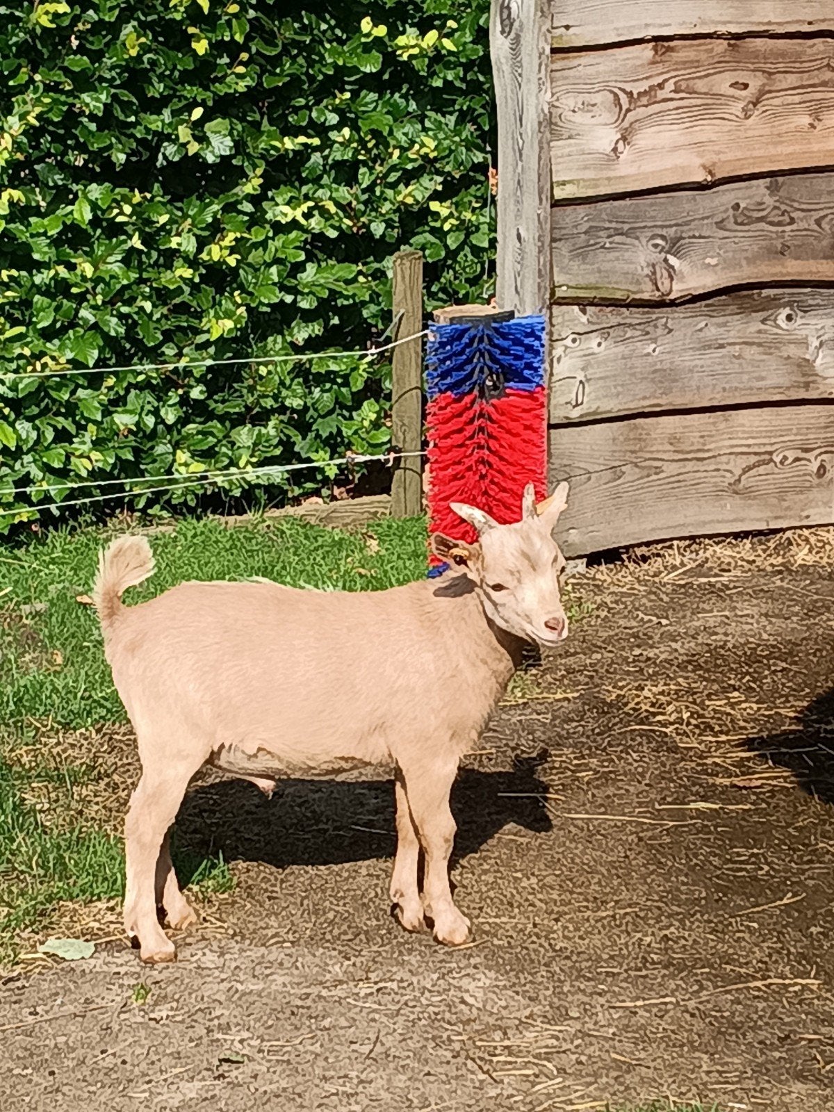 deckbok à louer, Mâle, Chèvre, 0 à 2 ans