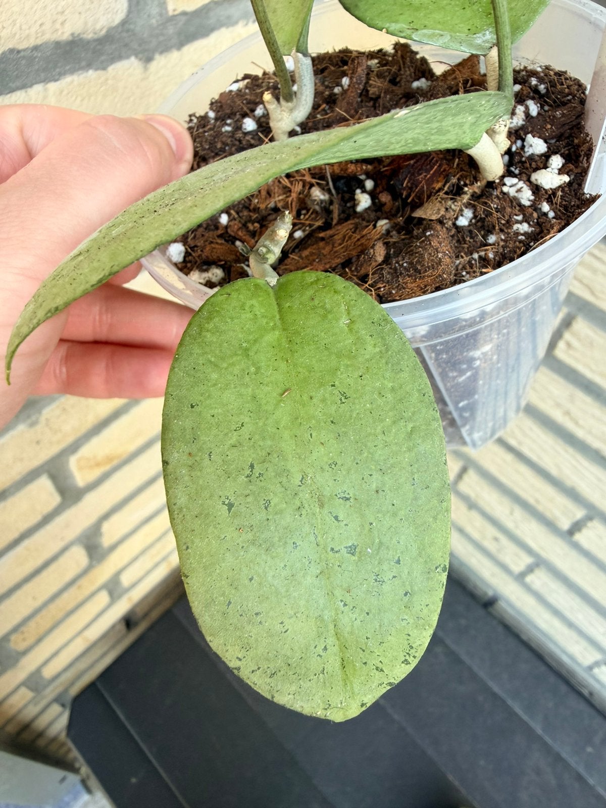 Hoya menak sopal (rare), Huis en Inrichting, Verzenden