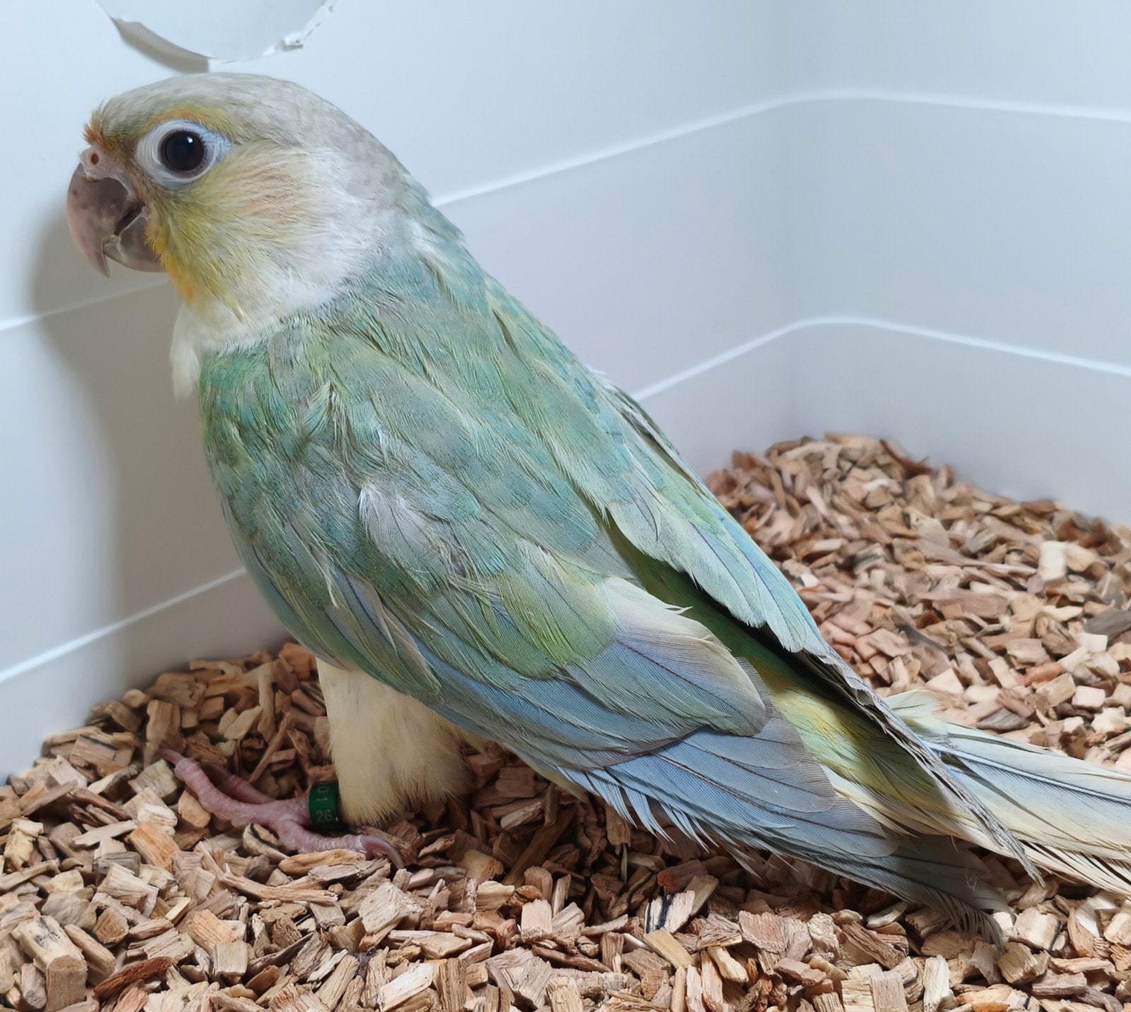 Pop Pyrrhura Opaline mint violet, Dieren en Toebehoren, Vogels | Parkieten en Papegaaien, Vrouwelijk, Geringd