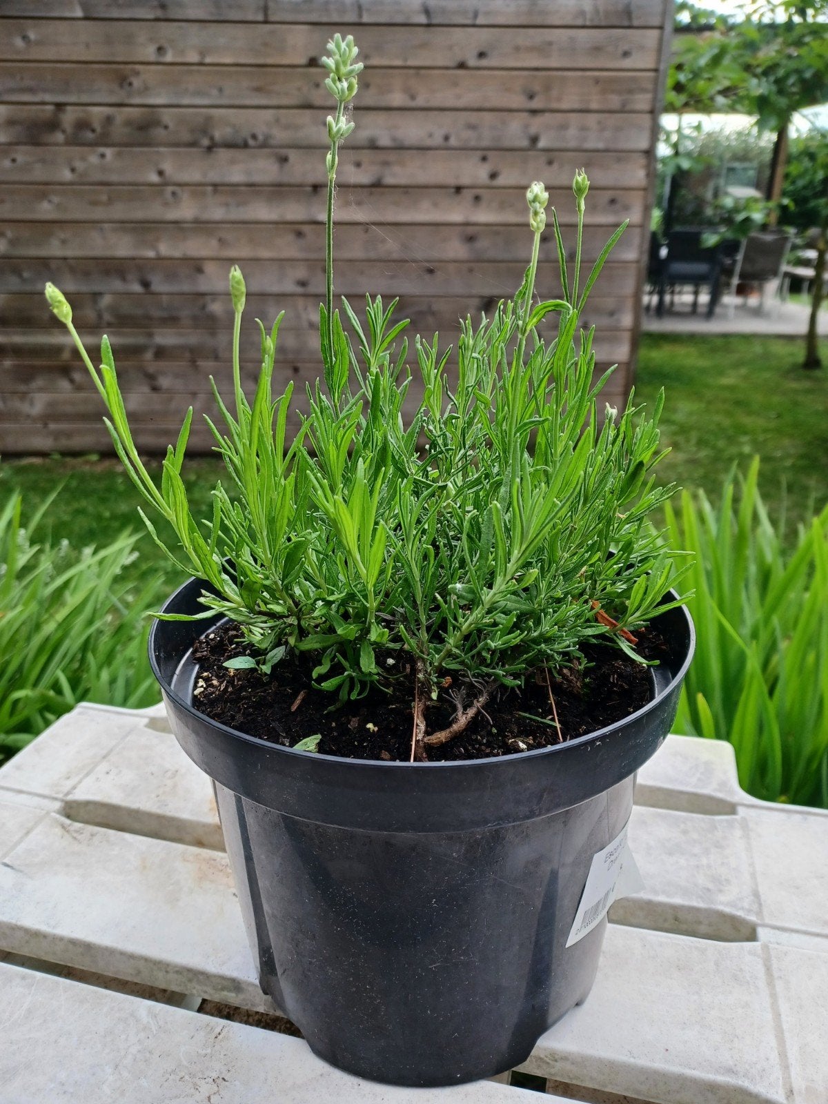 Lavendel en vrouwenmantel, Tuin en Terras, Planten | Tuinplanten, Ophalen
