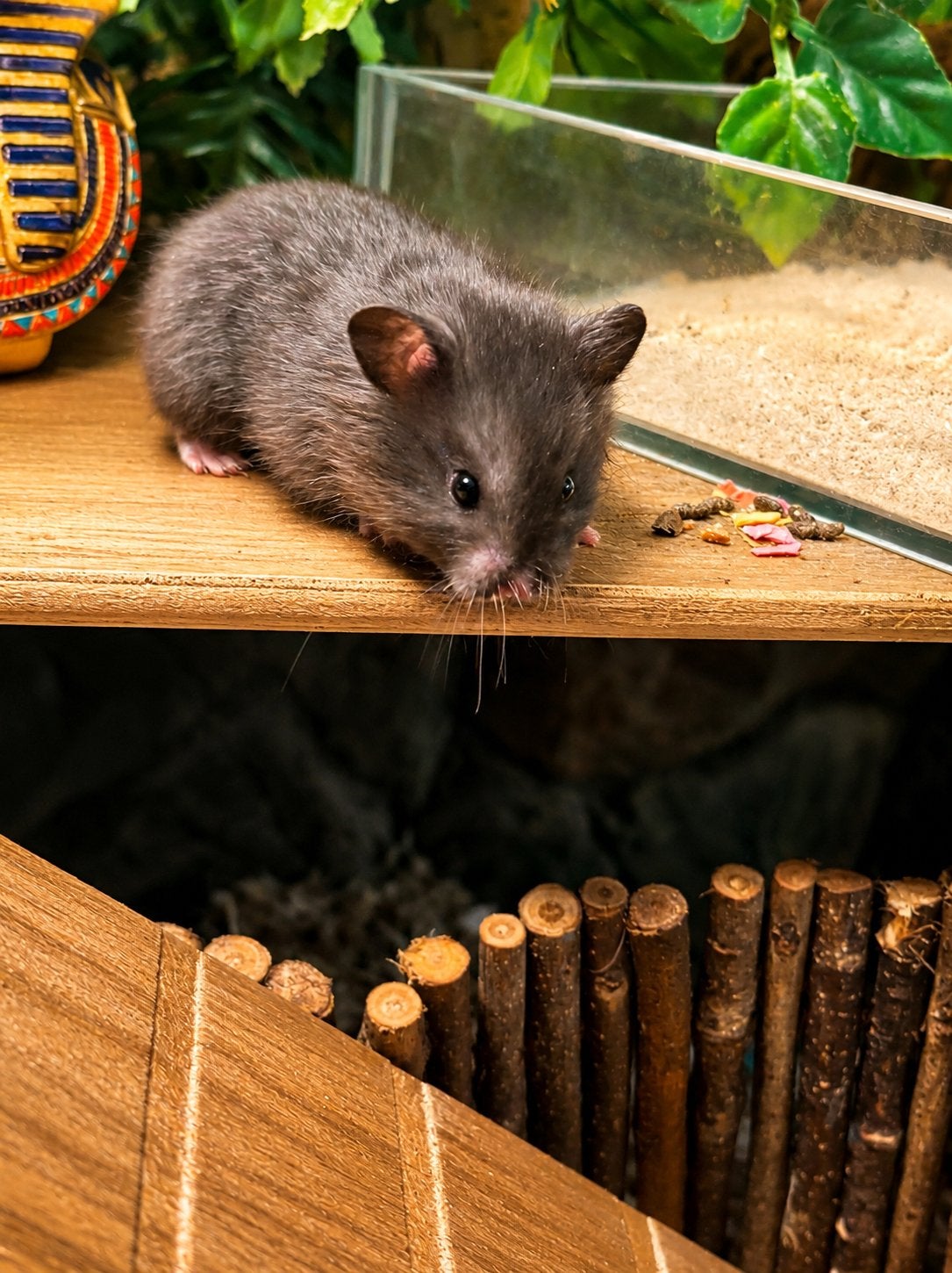 Baby goudhamsters, Hamster, Mei, Meerdere dieren, Tam