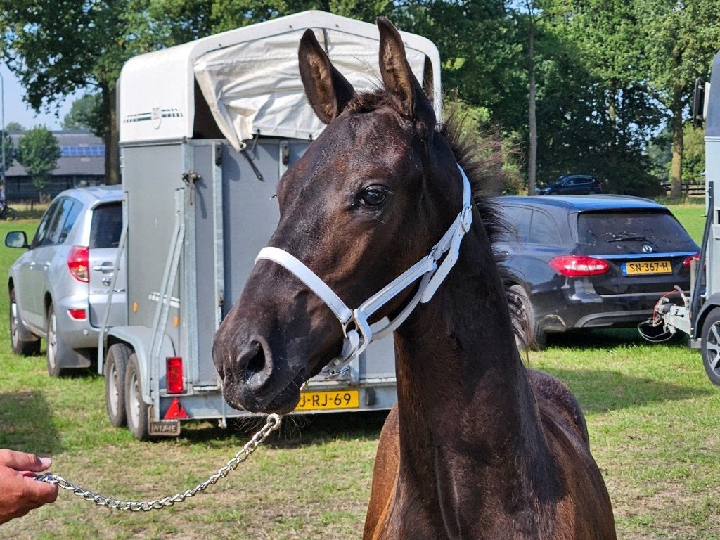 Beau poulain frison, Animaux & Accessoires, Étalon, Non dressé, 0 à 2 ans