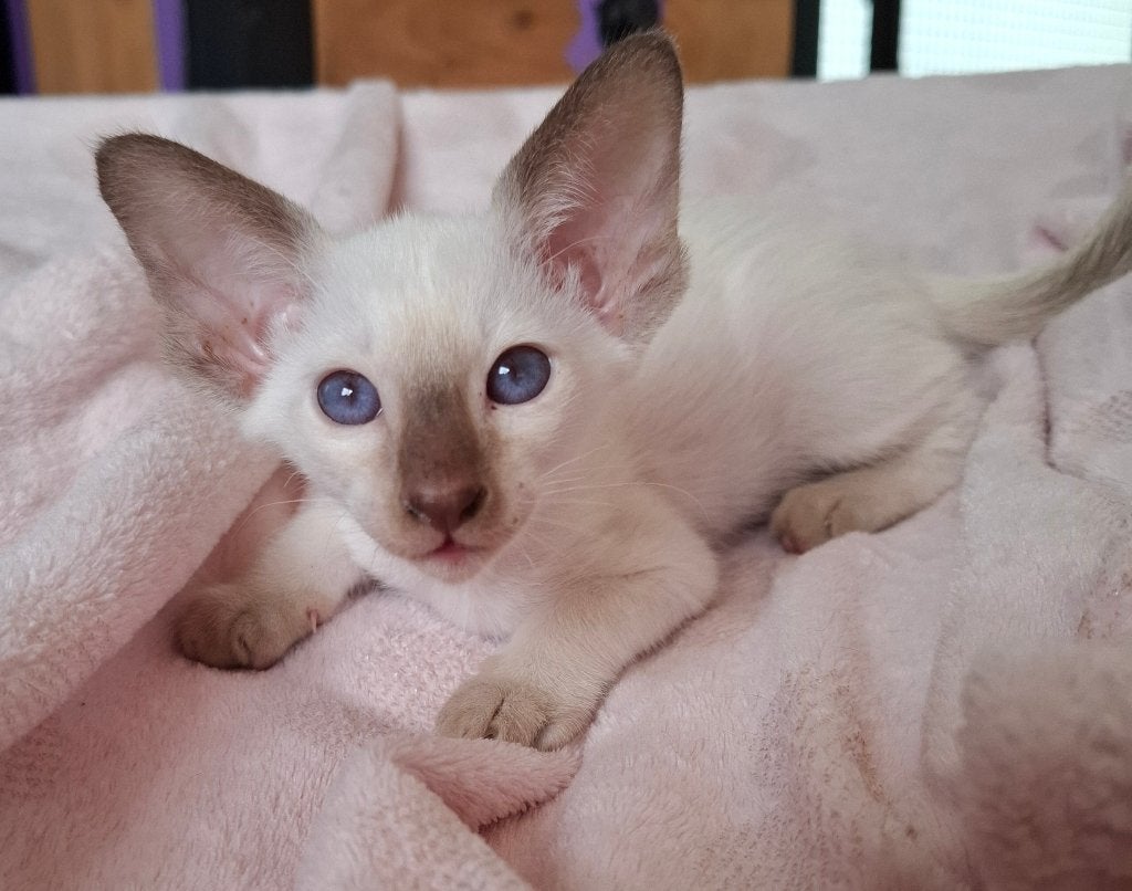 Te koop siameesjes en oosterse korthaar kittens, Plusieurs animaux, Avec pedigree, 0 à 2 ans