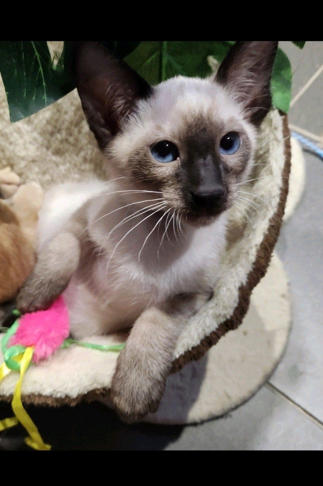 Chatons siamois typé orientaux!, Plusieurs animaux, Avec puce électronique, 0 à 2 ans