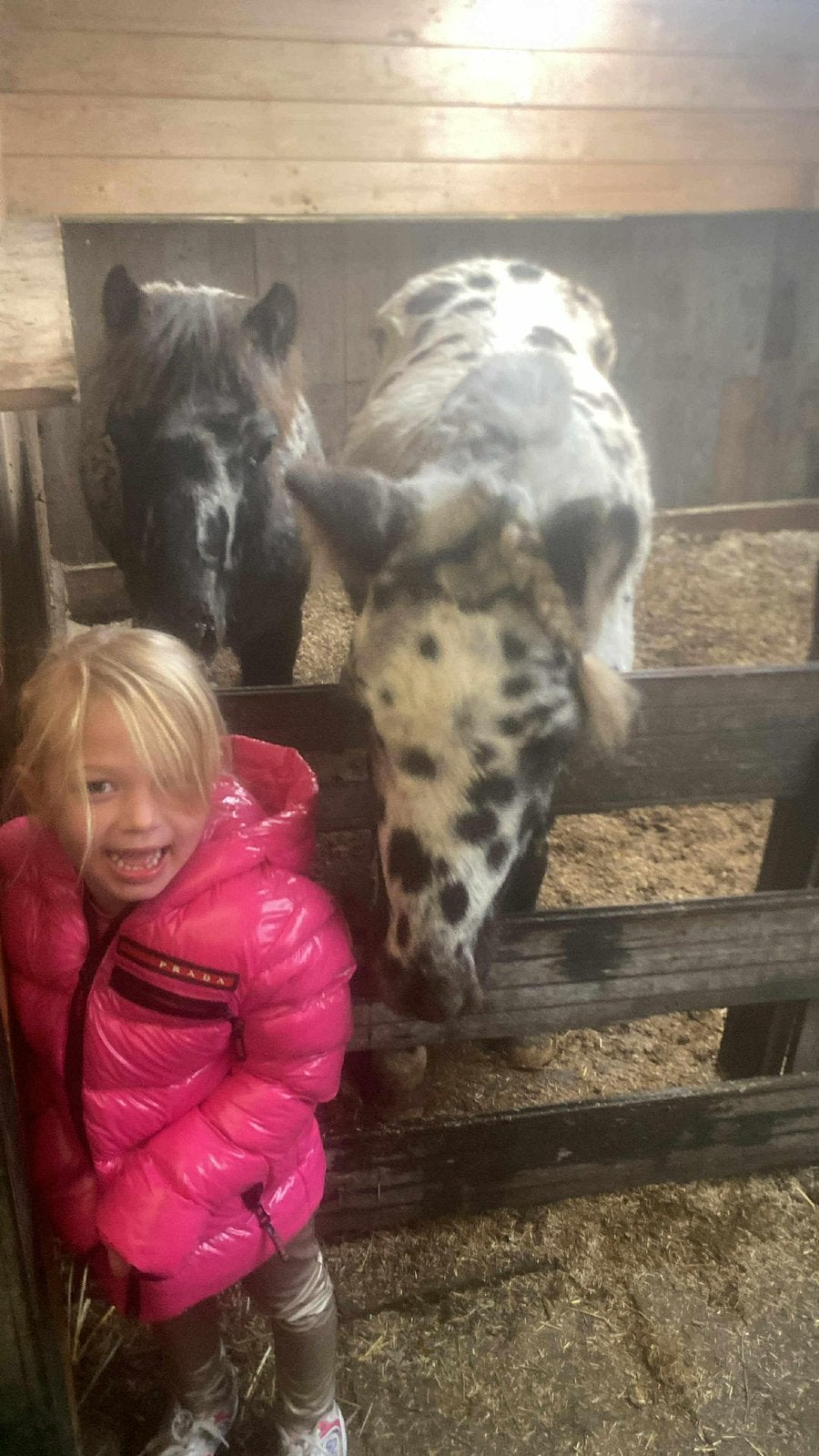 appaloosa, Dieren en Toebehoren, Pony's, Hengst