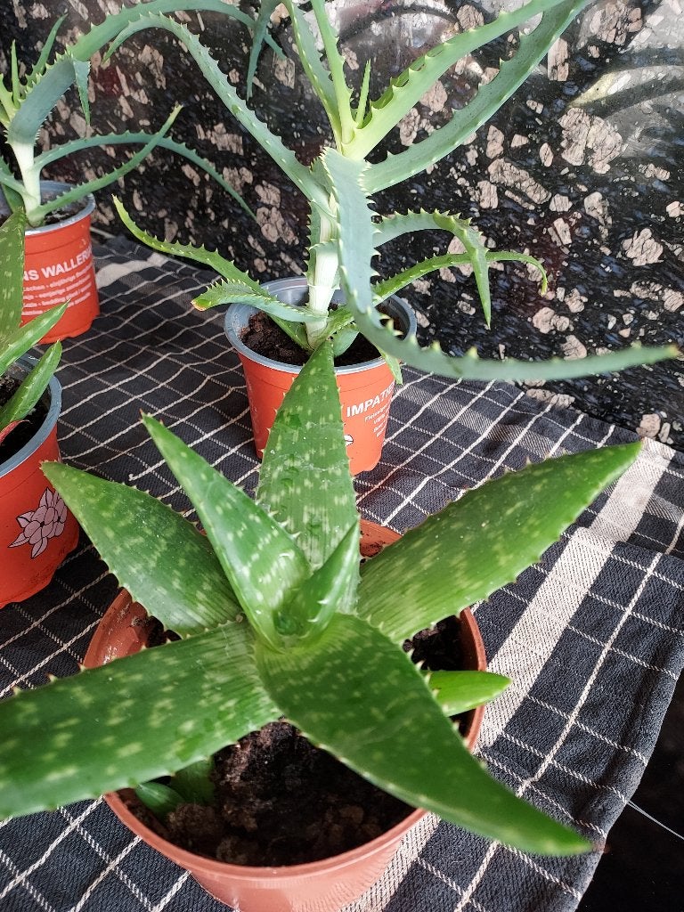 Geneeskrachtige Allerlei Aloë vera plantjes: reeds vanaf 1€, Maison & Meubles, Plante succulente, En pot, Plein soleil, Moins de 100 cm