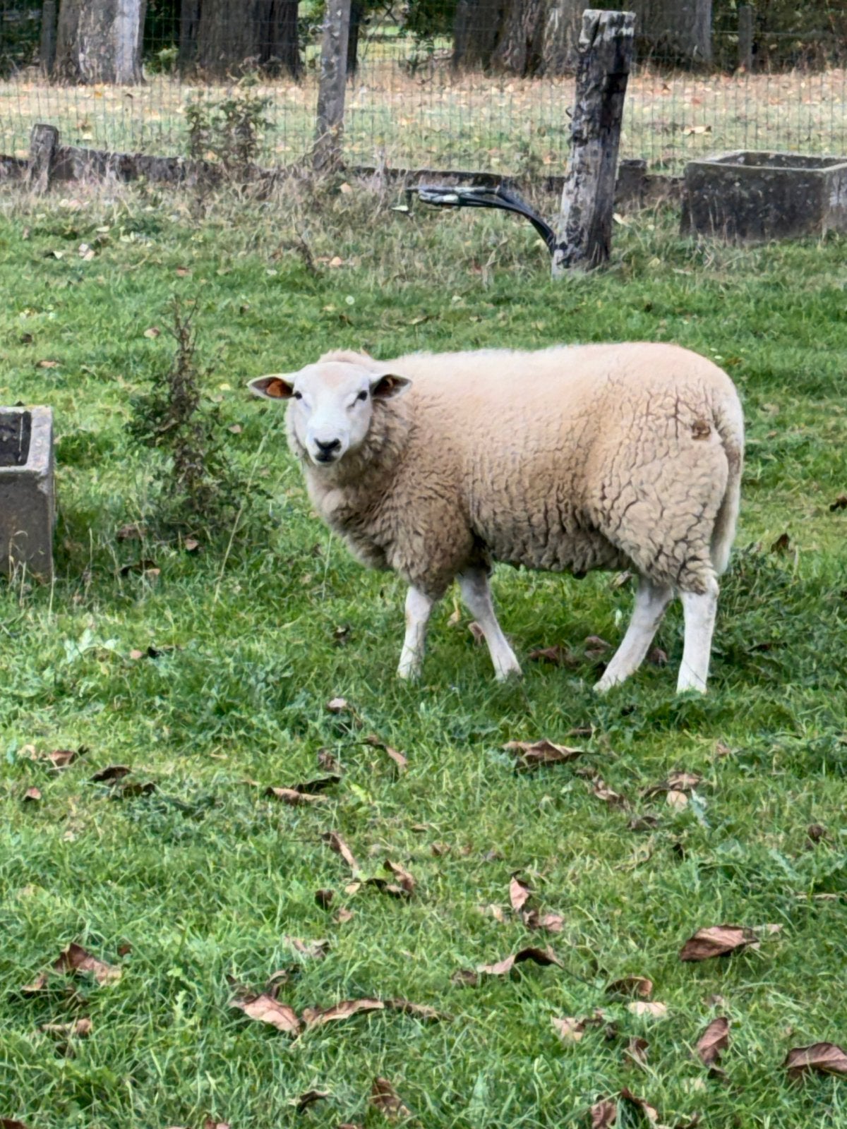 Ram, Dieren en Toebehoren, Mannelijk, Schaap, 0 tot 2 jaar