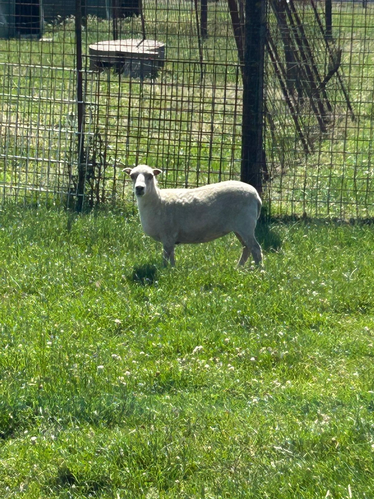 Zeer mooie vrouwelijk dwergschaapje, Vrouwelijk, Schaap