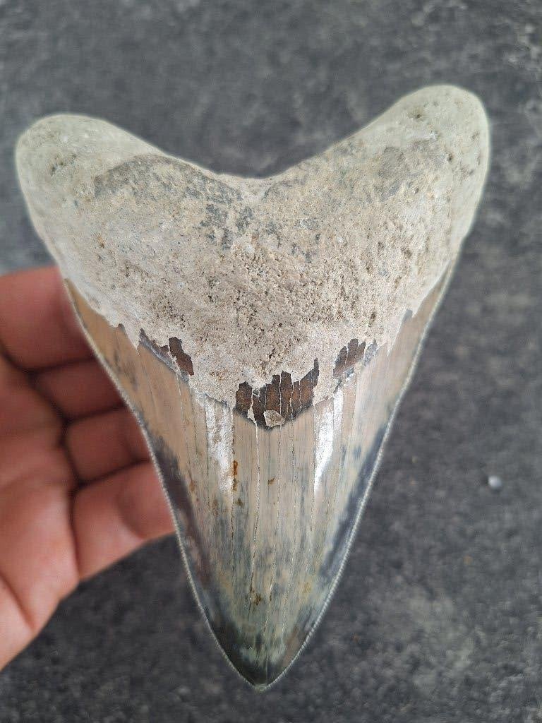 MEGALODON TAND INDONESIE multicolor, Ophalen of Verzenden, Fossiel
