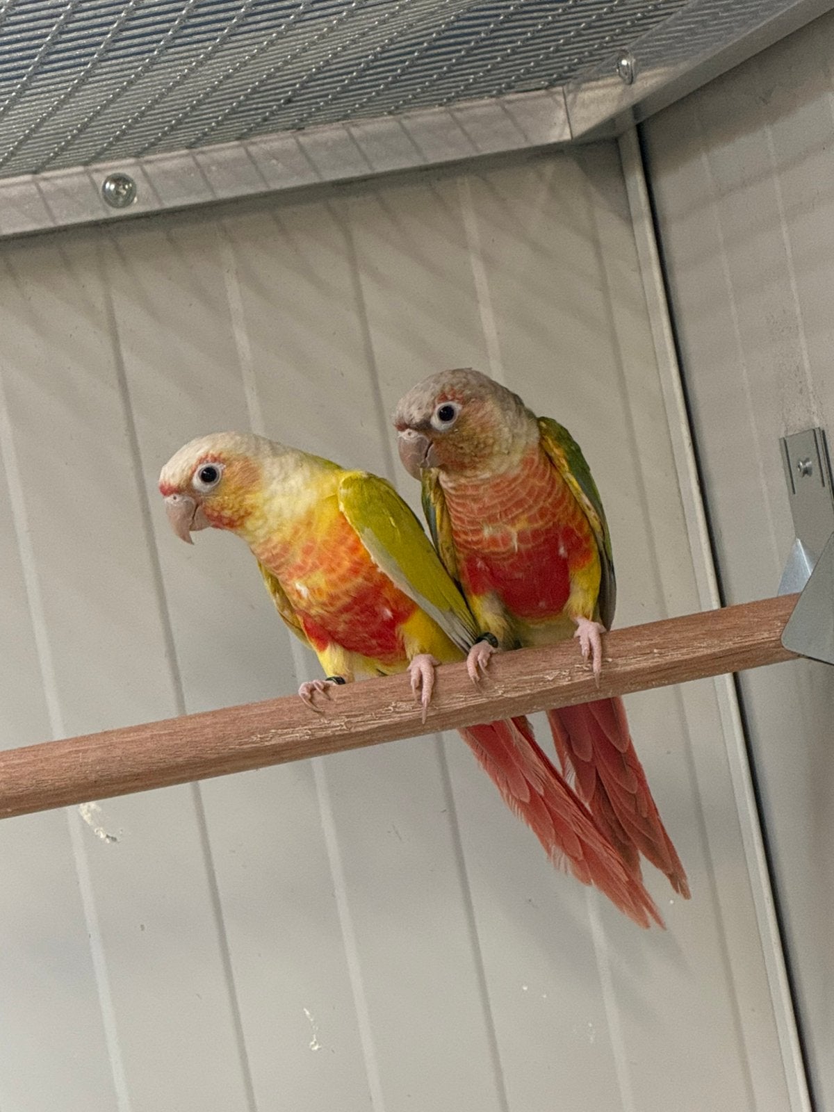 Pyrrhura, Animaux & Accessoires, Oiseaux | Perruches & Perroquets, Bagué
