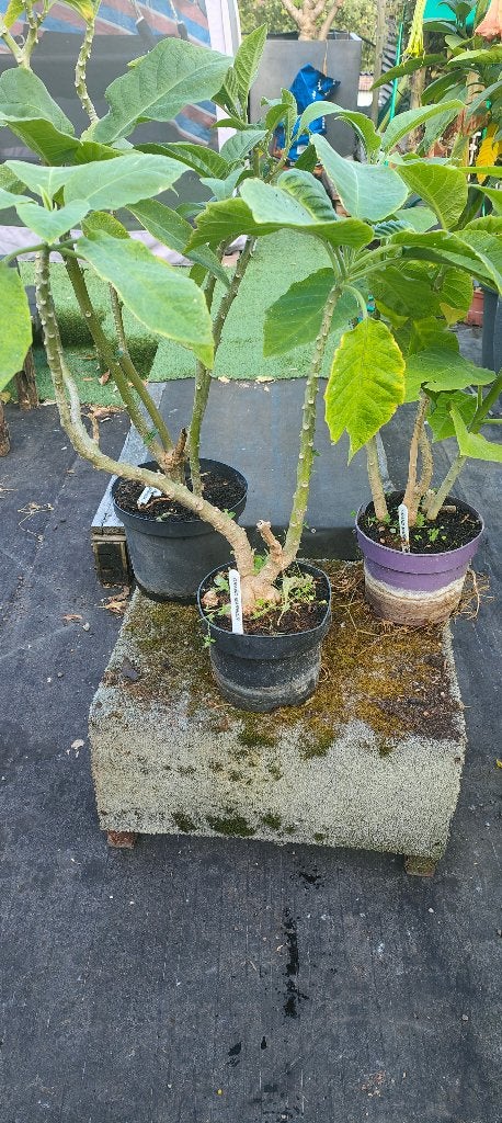 Brugmansia 'Grand Marnier', Autres espèces, Été, Enlèvement, Plante fixe