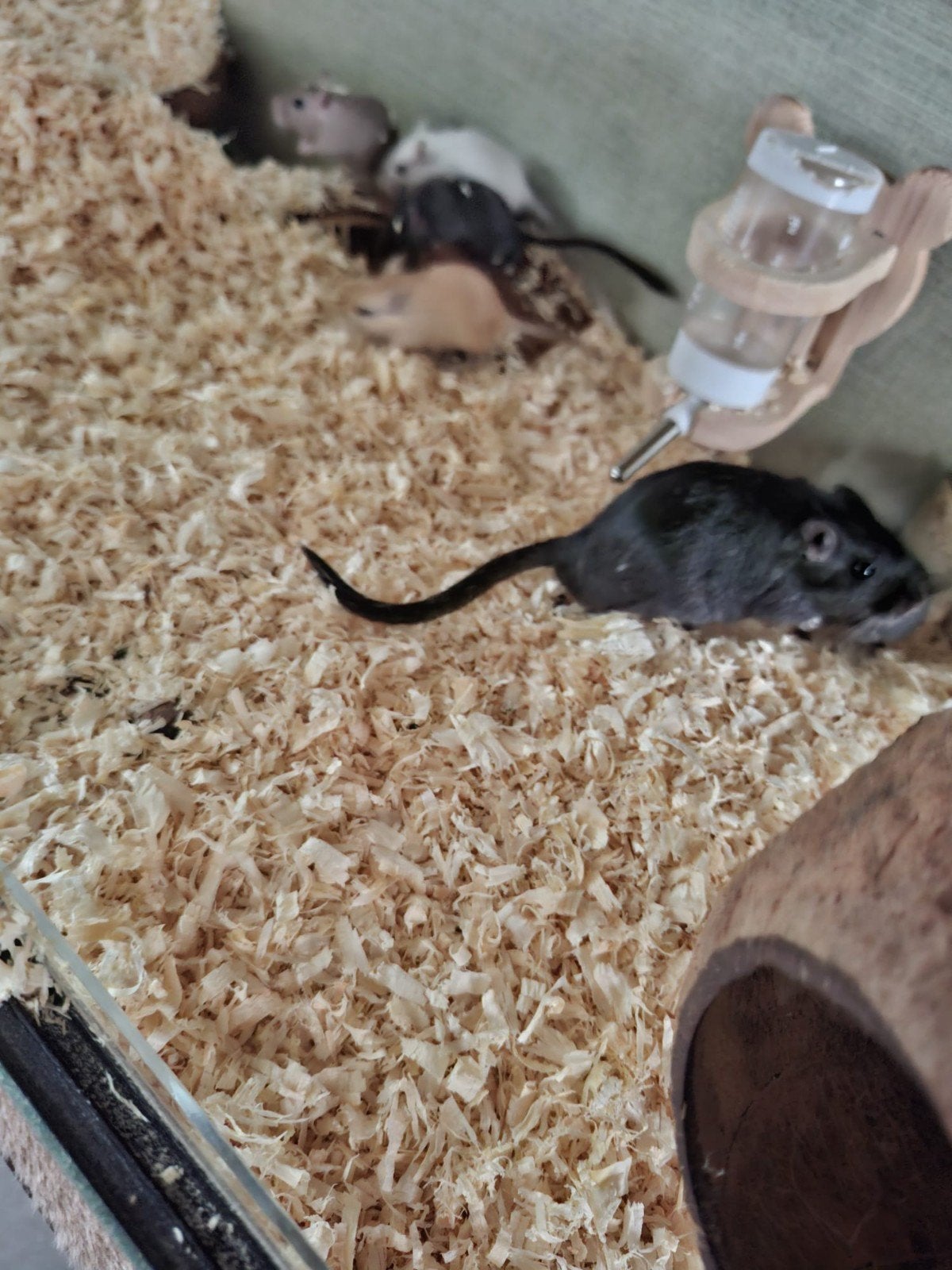 gerbils, Dieren en Toebehoren, Knaagdieren, Juli, Meerdere dieren