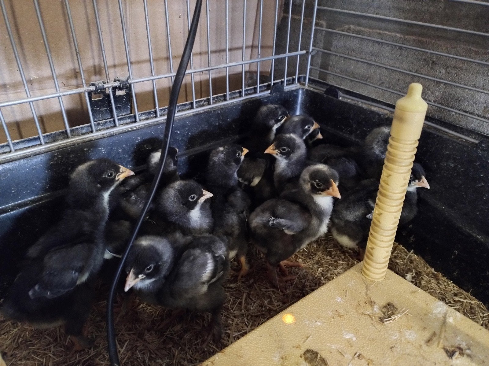 Mechelse koekoek kuikens, Dieren en Toebehoren, Geslacht onbekend, Kip