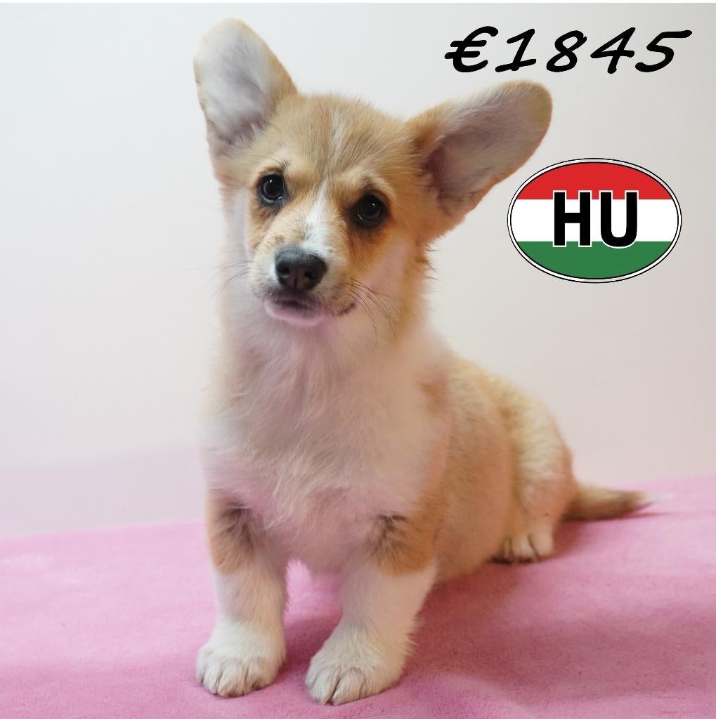 Welsh Corgi, adorables chiots à vendre, 15 semaines à 1 an, Hépatite contagieuse (maladie de Rubarth), Autres races, Plusieurs animaux