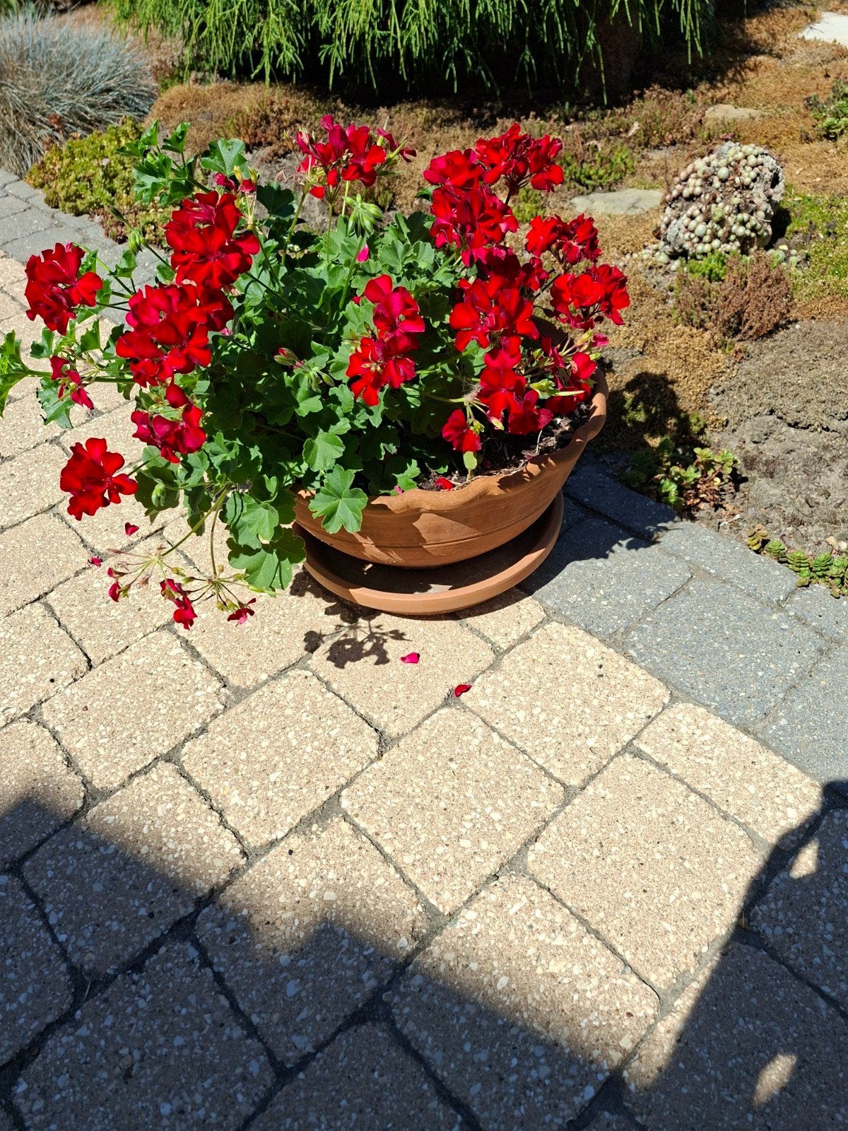 Geranium, Tuin en Terras, Ophalen