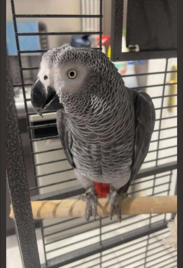 Perroquet gris du Gabon, Animaux & Accessoires, Enlèvement
