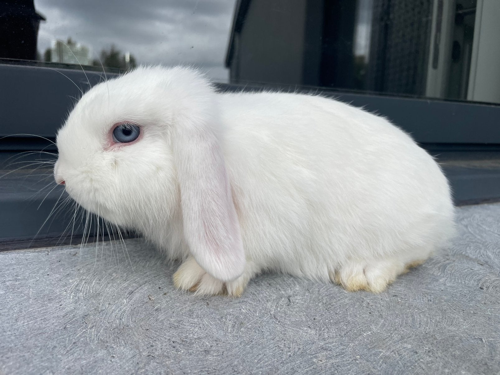 Minilop konijntje, Animaux & Accessoires