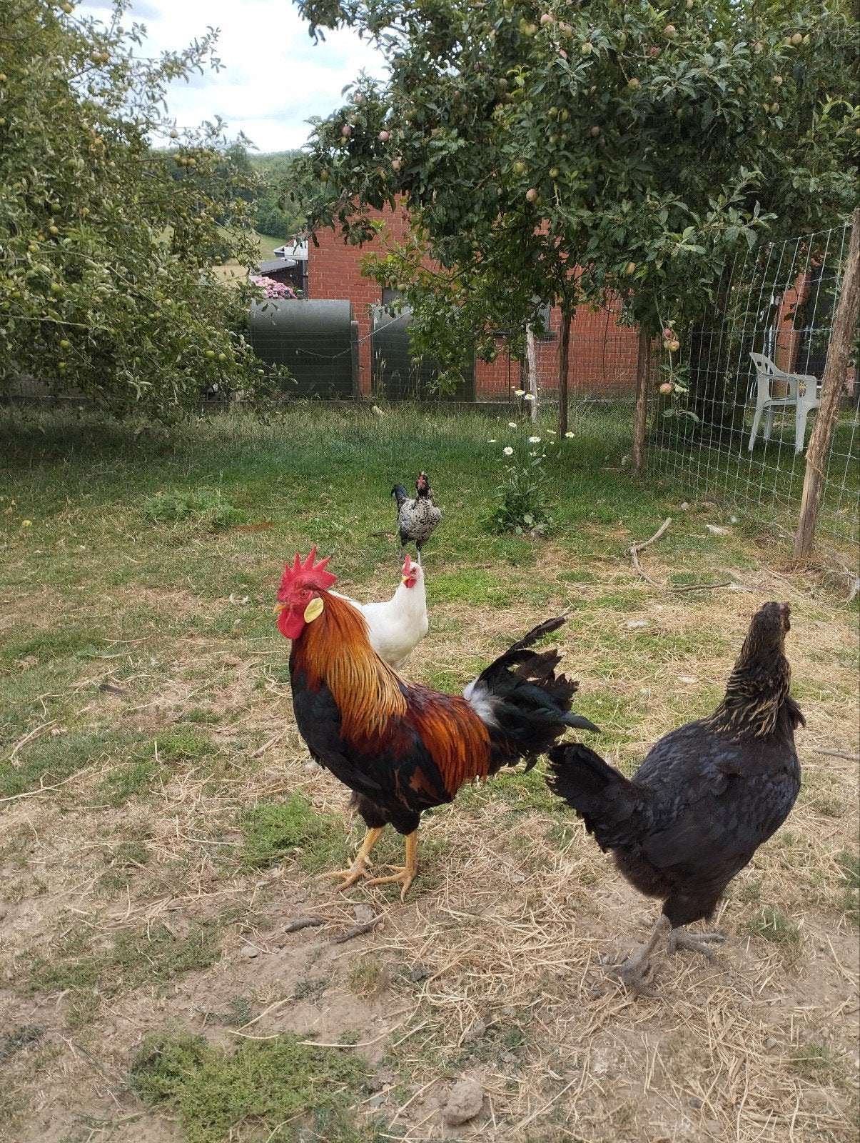 Leghorn haan patrijs, Dieren en Toebehoren, Pluimvee
